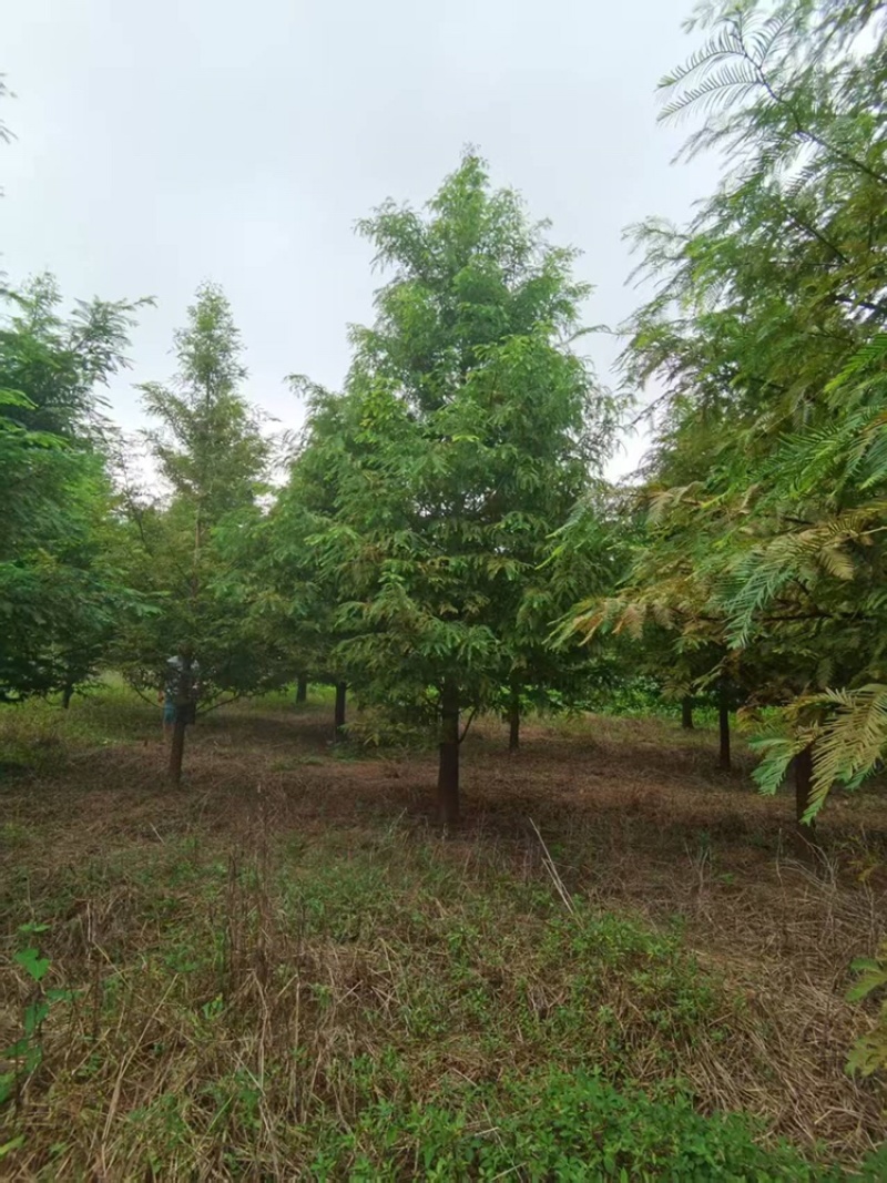 水杉江苏盐城水杉苗木热卖中量大价优质量好欢迎老板选购