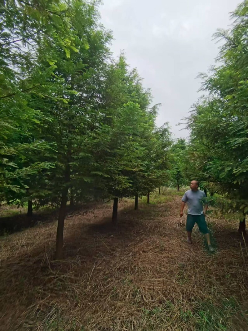 水杉江苏盐城水杉苗木热卖中量大价优质量好欢迎老板选购