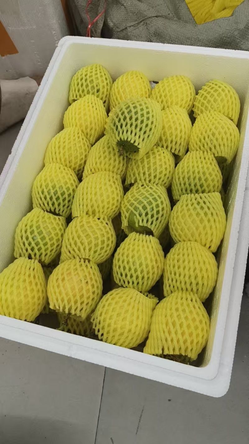 钦蜜九号百香果