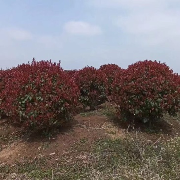 江苏红叶石楠球量大价优基地直发成活率高欢迎选购
