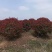 江苏红叶石楠球量大价优基地直发成活率高欢迎选购