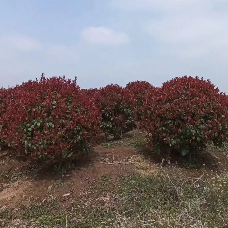 江苏红叶石楠球量大价优基地直发成活率高欢迎选购