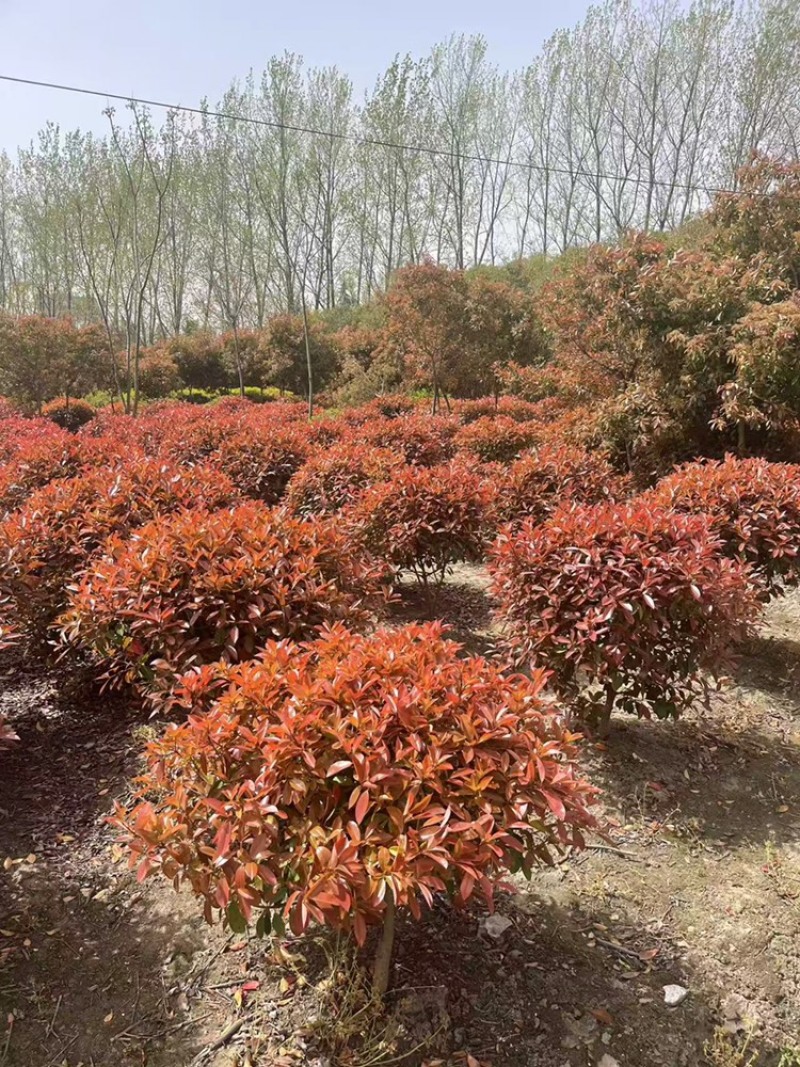 江苏红叶石楠球量大价优基地直发成活率高欢迎选购
