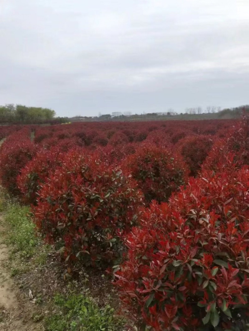江苏红叶石楠球量大价优基地直发成活率高欢迎选购