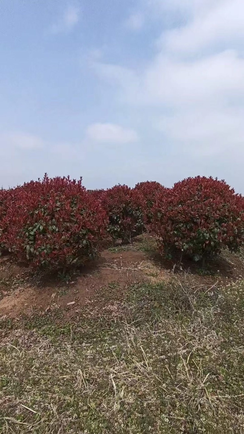 江苏红叶石楠球量大价优基地直发成活率高欢迎选购