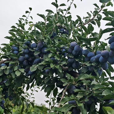 蓝蜜西梅