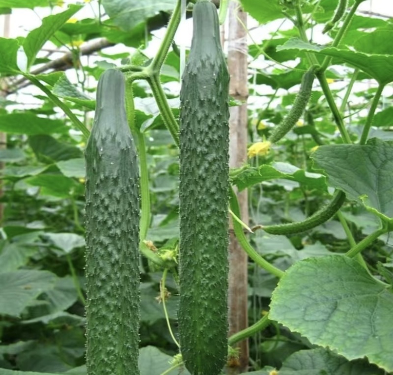 油亮带刺黄瓜，当季新鲜现摘，产地直发品质保证，量大从优