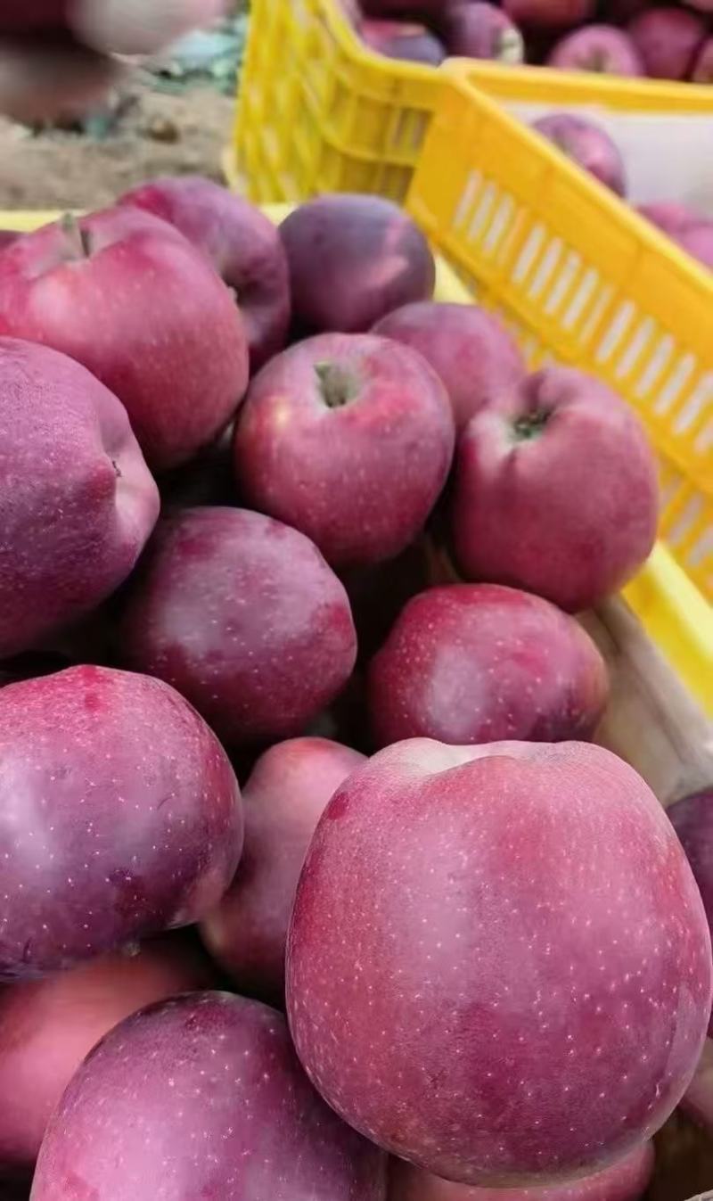 【量大优惠】甘肃新红星花牛苹果品质保障对接全国批发