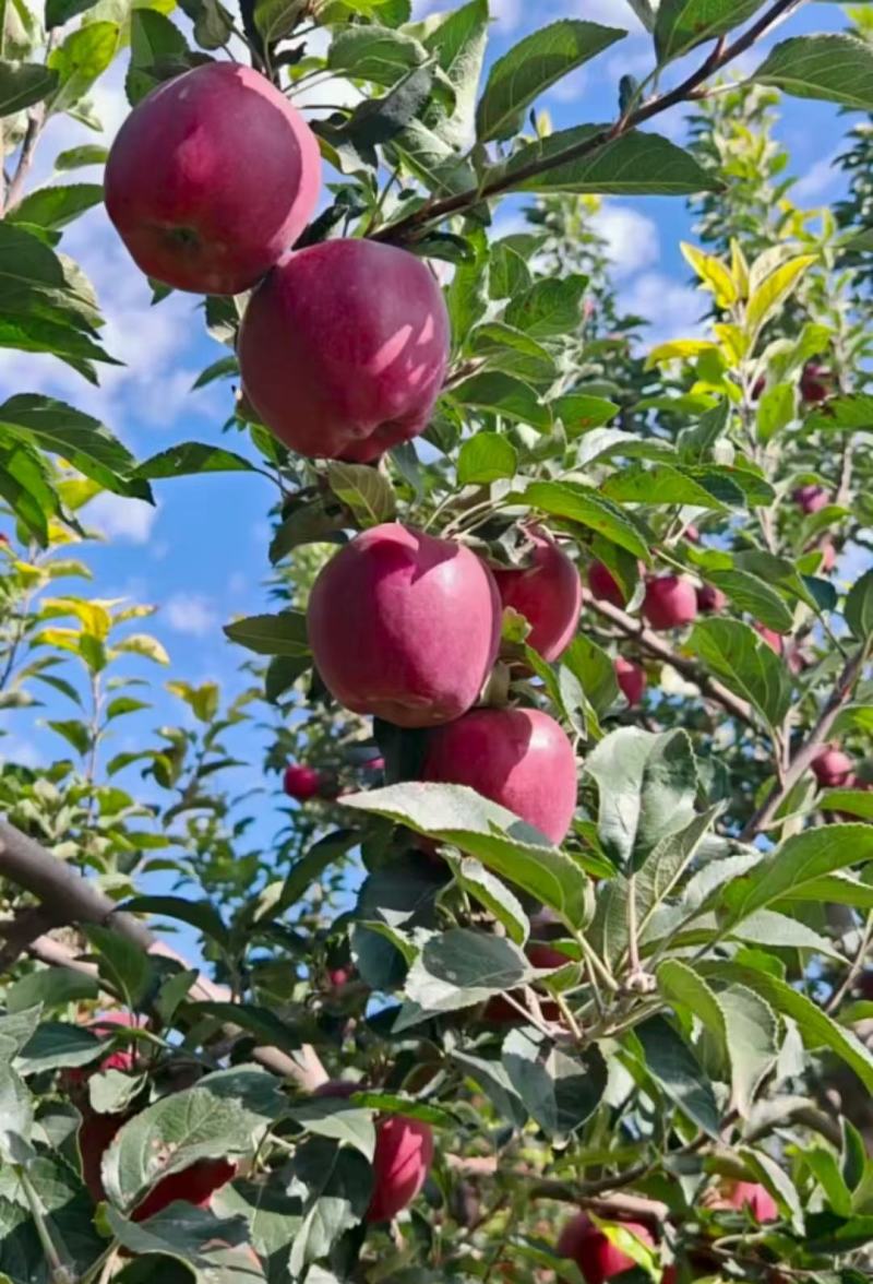 【量大优惠】甘肃新红星花牛苹果品质保障对接全国批发