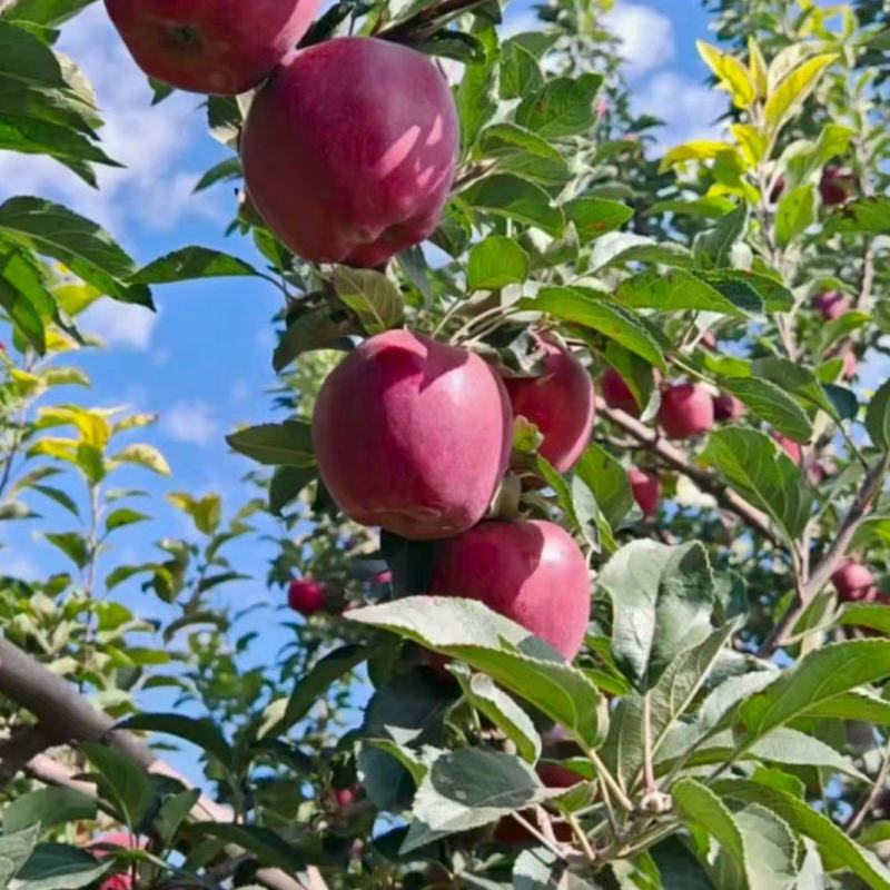 【品质保障】甘肃新红星花花牛苹果基地直供对接全国批发