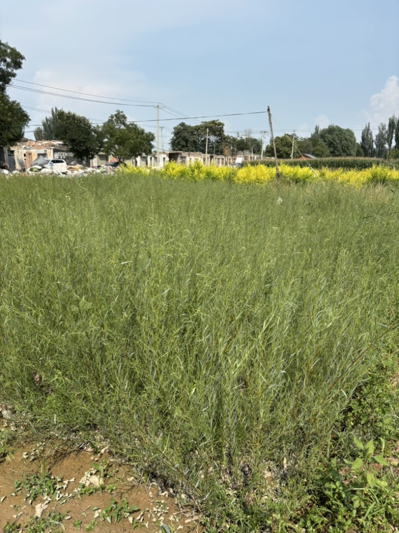 宁夏沙柳苗生产基地5000万株沙柳苗供应沙柳苗基地直销