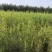 宁夏沙柳苗生产基地5000万株沙柳苗供应沙柳苗基地直销