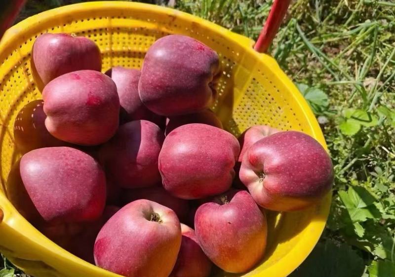 【品质保障】甘肃新红星花花牛苹果基地直供对接全国批发