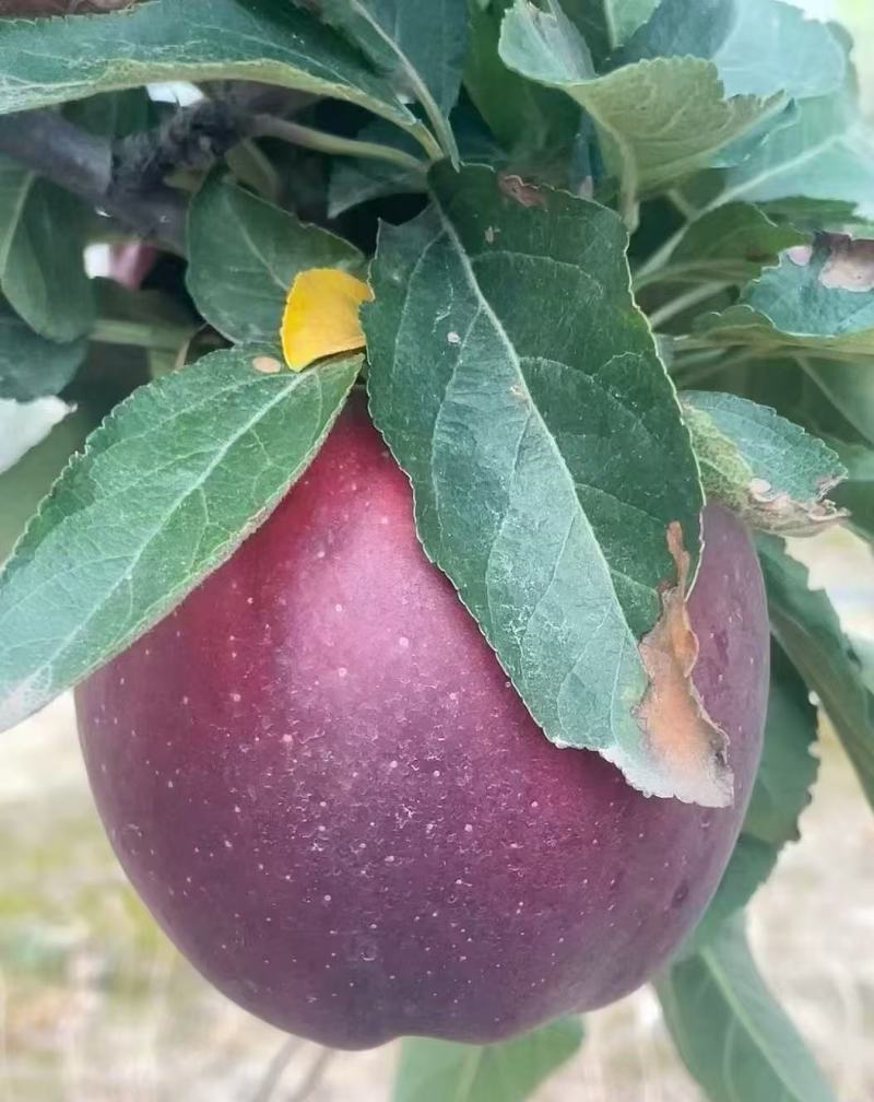 【品质保障】甘肃新红星花花牛苹果基地直供对接全国批发