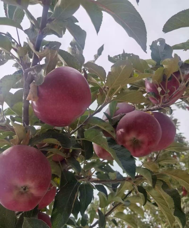 【品质保障】甘肃新红星花花牛苹果基地直供对接全国批发