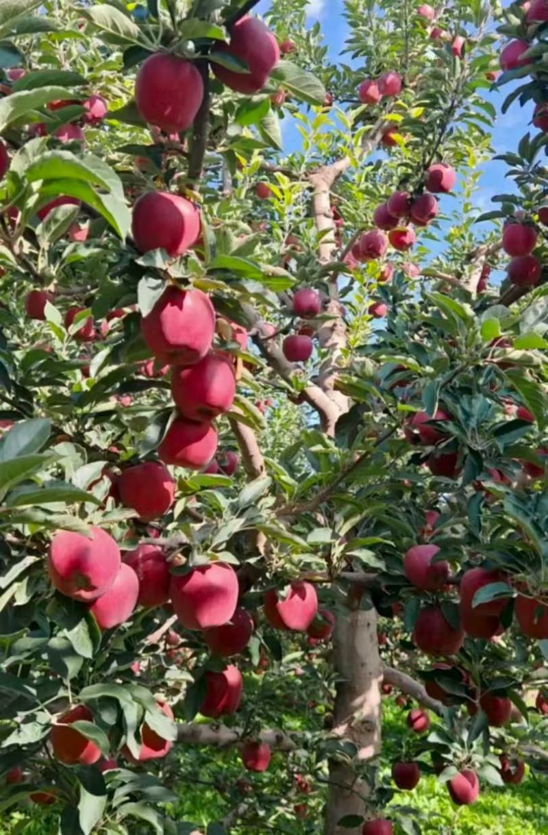 【品质保障】甘肃新红星花花牛苹果基地直供对接全国批发