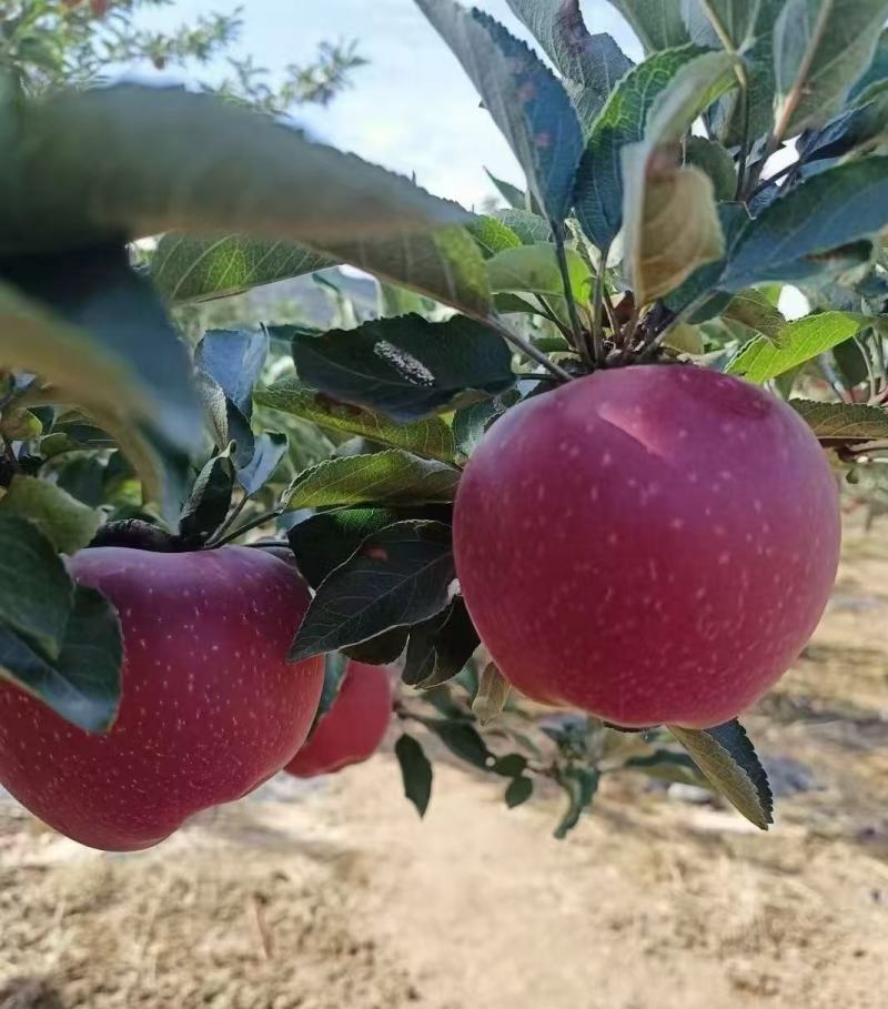 【品质保障】甘肃新红星花花牛苹果基地直供对接全国批发