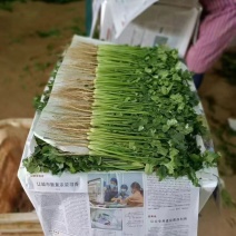 云南香菜，大量供应，没有中间商，产地发货质量保证