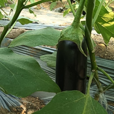 茄子