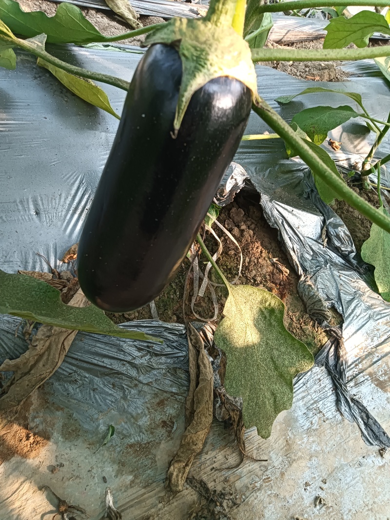 茄子