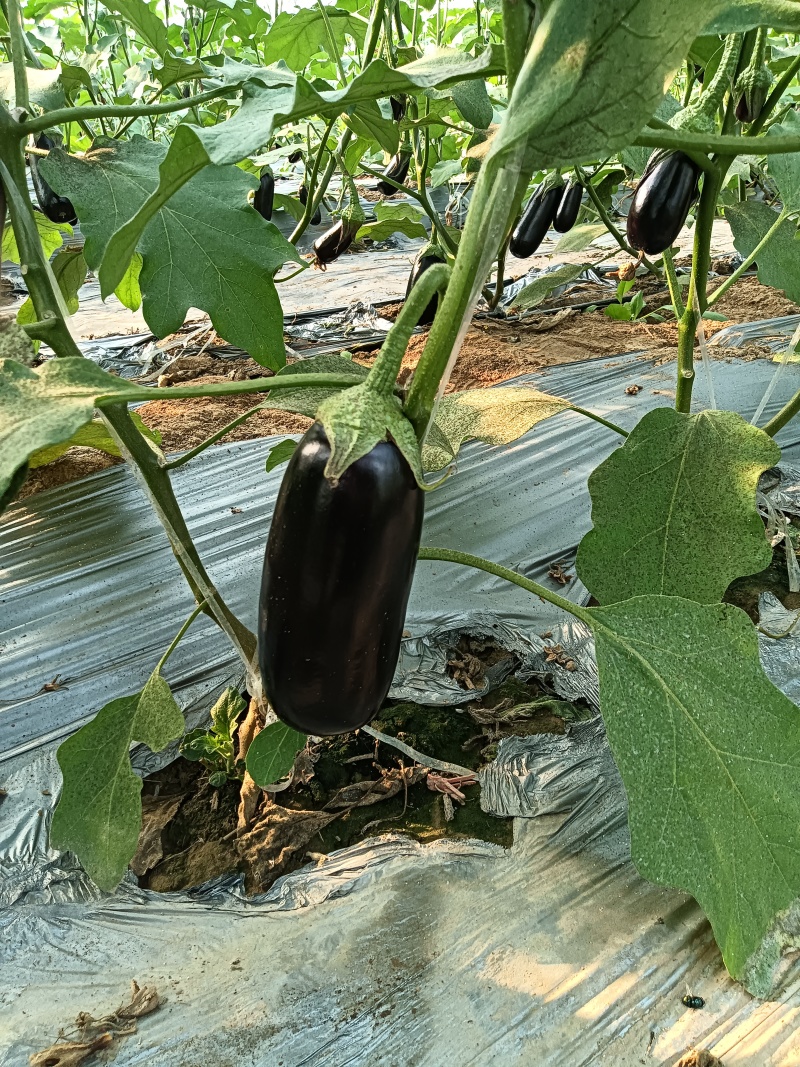茄子