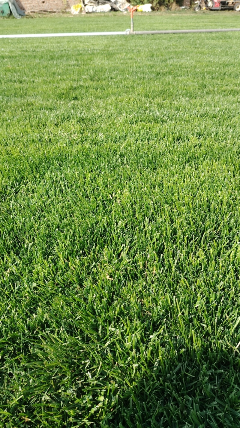 草坪草绿化草坪