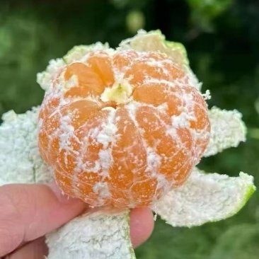 特早蜜桔寻乌普早蜜橘橘子柑橘皮薄多汁口感佳基地果园直发