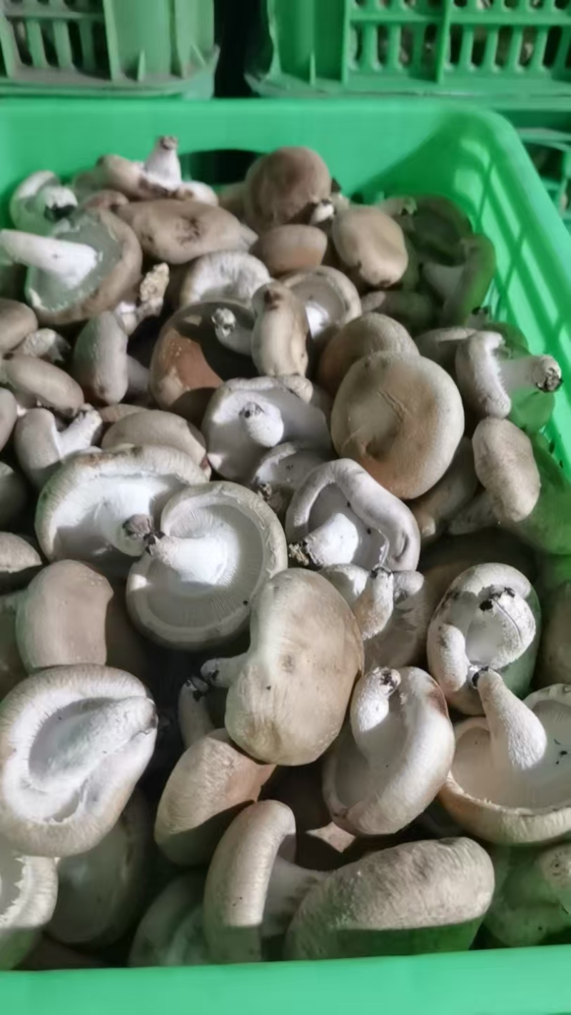 河北香菇种植园一手货源A2A3A4碗菇规格齐全欢迎询价