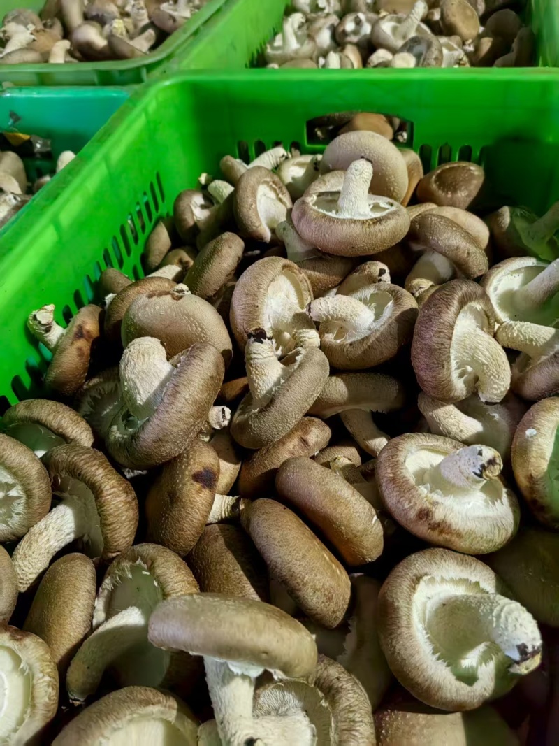河北香菇种植园一手货源A2A3A4碗菇规格齐全欢迎询价