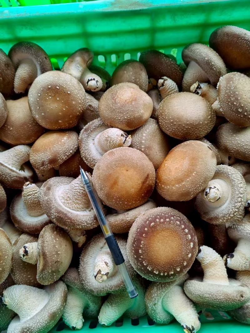河北香菇种植园一手货源A2A3A4碗菇规格齐全欢迎询价