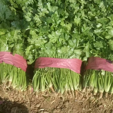 香菜产地直销精品香菜品相好量足对接各级市场欢迎咨询