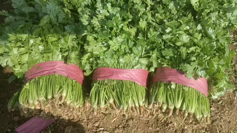 香菜产地直销精品香菜品相好量足对接各级市场欢迎咨询