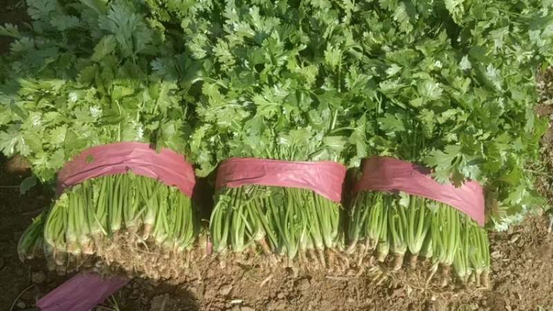 香菜产地直销精品香菜品相好量足对接各级市场欢迎咨询