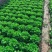 河南生菜产地发货质量保证量大从优对接全国
