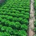 河南生菜产地发货质量保证量大从优对接全国
