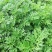 艾草鲜艾草可食用药膳两用一手货源量大从优