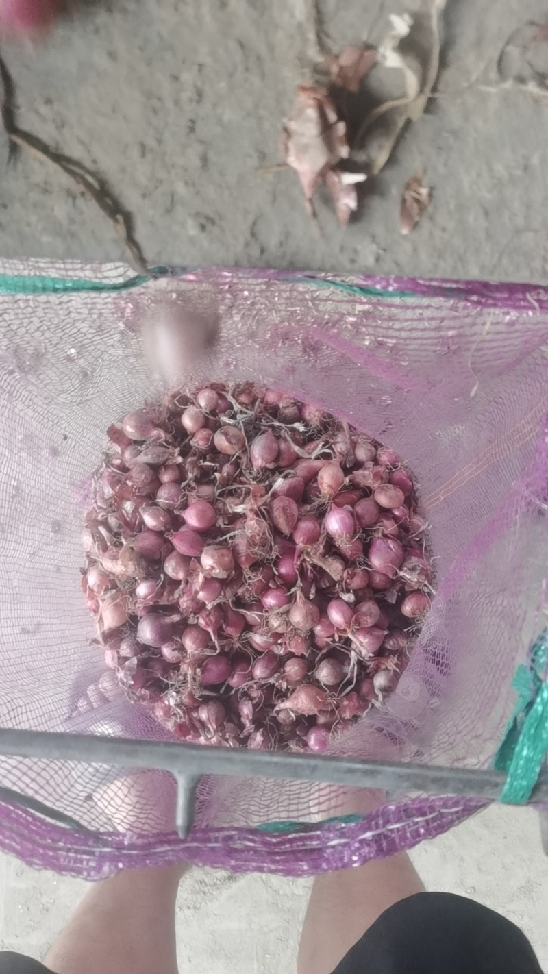 小红葱头电商专用