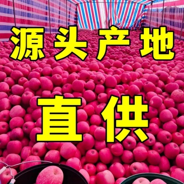 产地直发丨红富士苹果丨山东主产区丨常年供应丨口感脆甜
