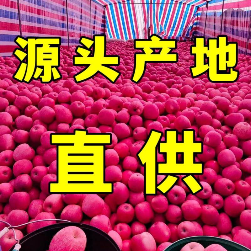 产地直发丨红富士苹果丨山东主产区丨常年供应丨口感脆甜