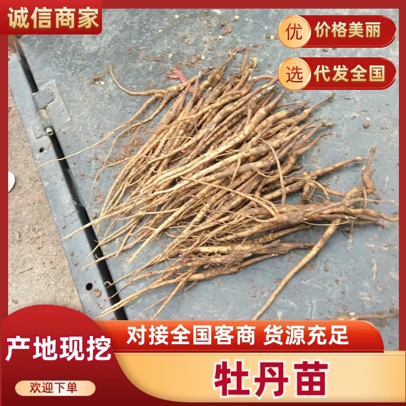 安徽亳州精品牡丹苗带芽发货成活率高一件代发