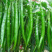 线椒/二荆条辣椒/绿皮辣椒/河北线椒/现货直发