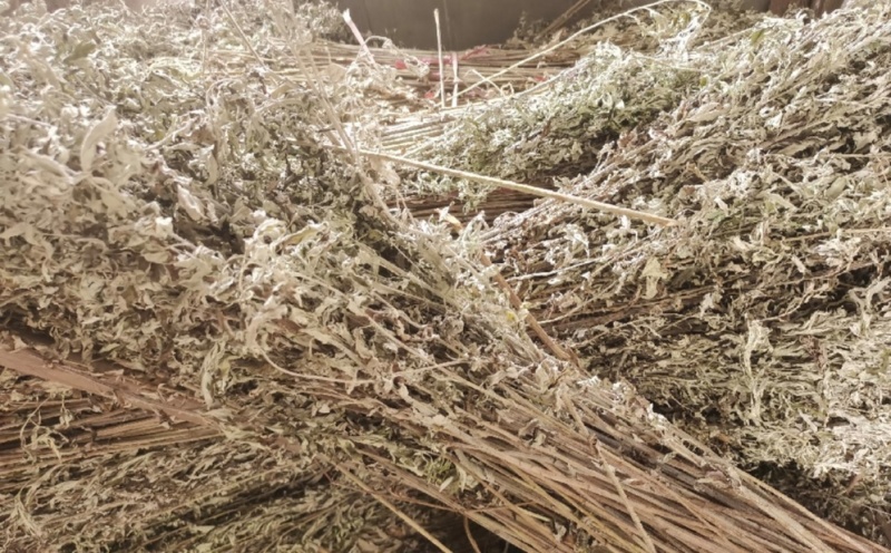 艾草整棵干艾草端午艾草常年供货味道浓郁用来泡脚