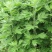 艾草整棵干艾草端午艾草常年供货味道浓郁用来泡脚