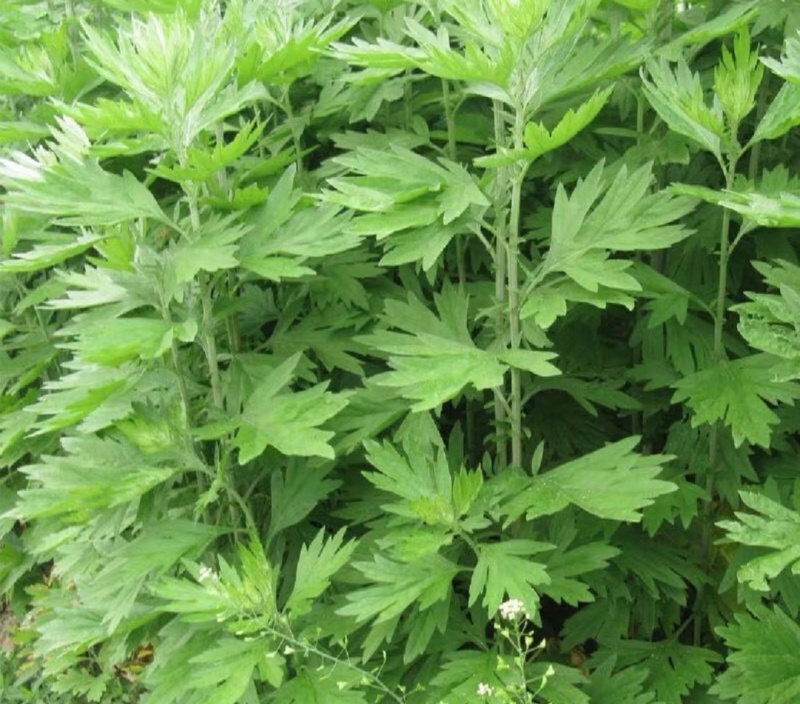 艾草整棵干艾草端午艾草常年供货味道浓郁用来泡脚