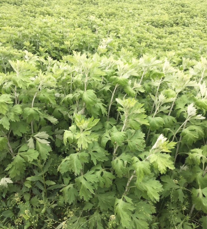 艾草整棵干艾草端午艾草常年供货味道浓郁用来泡脚