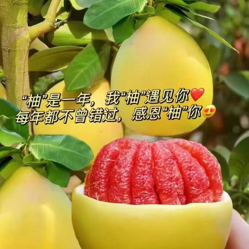 三红柚湖北柚子产地直供品质保障视频看货选货