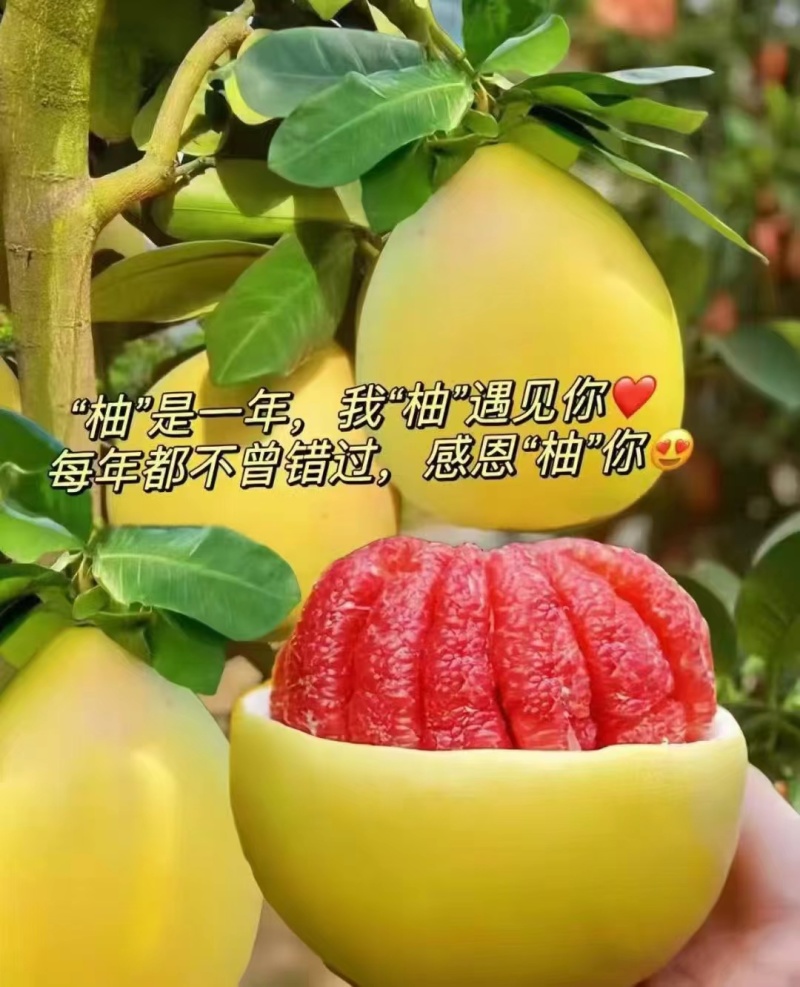 三红柚湖北柚子产地直供品质保障视频看货选货