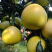 三红柚湖北柚子产地直供品质保障视频看货选货