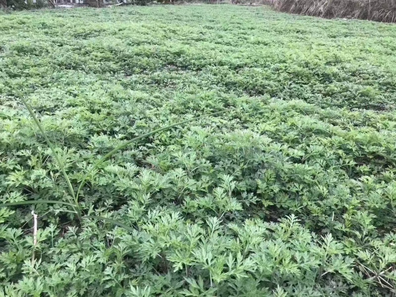 橙乡富硒艾草苗可食用艾粄，青团。新鲜艾草种苗欢迎订购