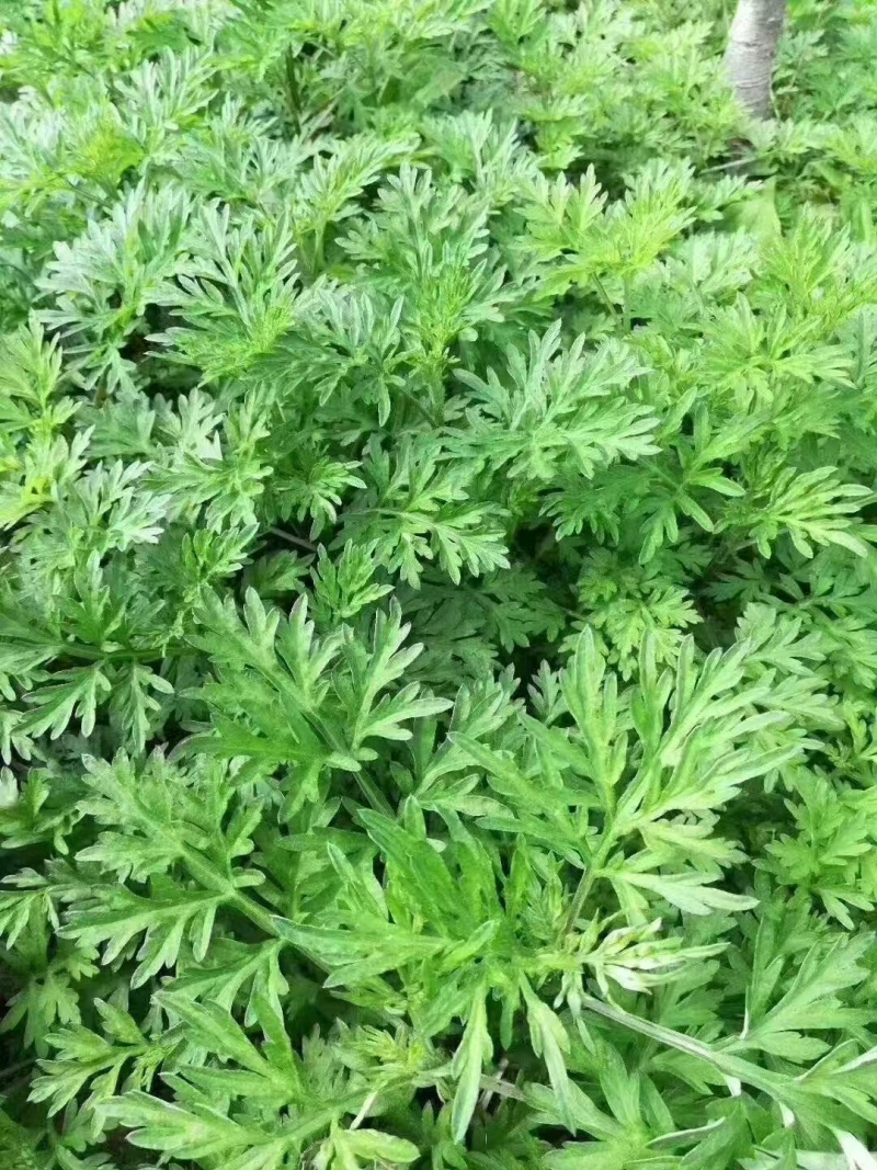 橙乡富硒艾草苗可食用艾粄，青团。新鲜艾草种苗欢迎订购